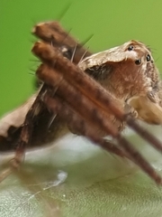 Hamataliwa