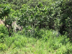 Senecio mlilwanensis