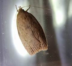 Austrocarea iocephala