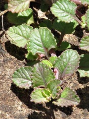 Plectranthus purpuratus