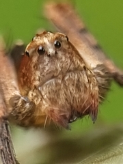 Hamataliwa