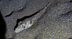 Sphoeroides marmoratus