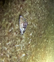 Canthigaster capistrata