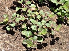 Plectranthus purpuratus