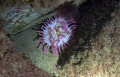 Telmatactis cricoides