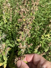 Gamochaeta americana