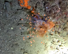 Pseudocorynactis caribbeorum