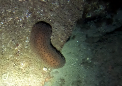 Holothuria sanctori