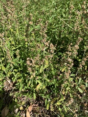 Gamochaeta americana