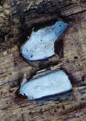 Propolis farinosa