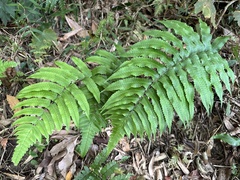 Dryopteris scottii