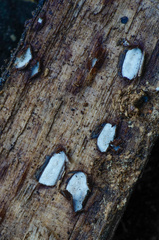 Propolis farinosa