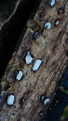 Propolis farinosa