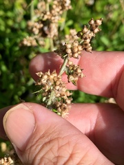 Gamochaeta americana