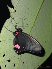 Parides sesostris