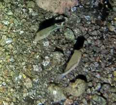 Canthigaster capistrata