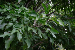 Melicoccus bijugatus