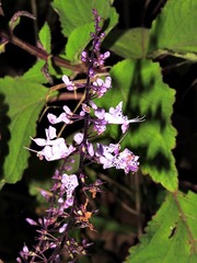 Plectranthus
