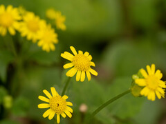 Sinosenecio oldhamianus