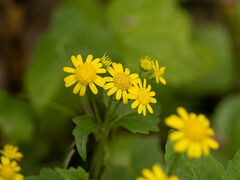Sinosenecio oldhamianus