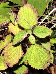 Plectranthus
