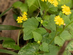 Sinosenecio oldhamianus