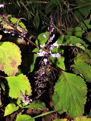 Plectranthus
