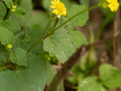 Sinosenecio oldhamianus