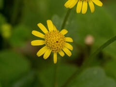 Sinosenecio oldhamianus