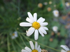 Argyranthemum gracile image