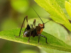 Conocephalus melaenus