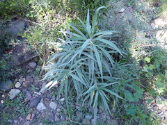 Echium virescens