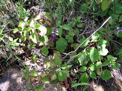 Plectranthus