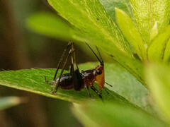 Conocephalus melaenus