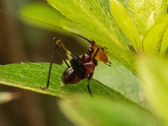 Conocephalus melaenus