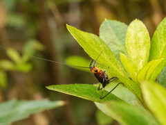 Conocephalus melaenus