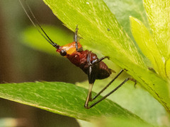 Conocephalus melaenus