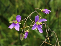 Heliophila rigidiuscula image