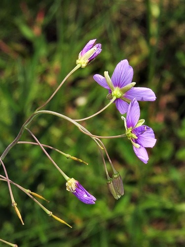 Heliophila image