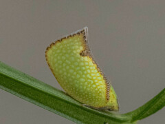 Salurnis marginella