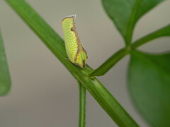 Salurnis marginella
