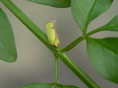 Salurnis marginella