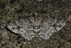 Myrioblephara desumpta