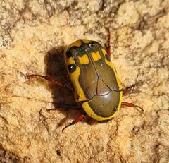 Pachnodella impressa