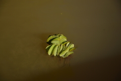 Salvinia biloba
