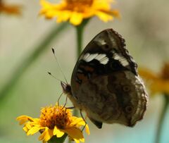 Junonia oenone oenone