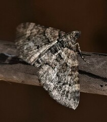 Eucymatoge peplodes