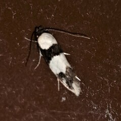 Delophanes anthracephala