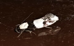 Delophanes anthracephala