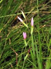 Hesperantha baurii
